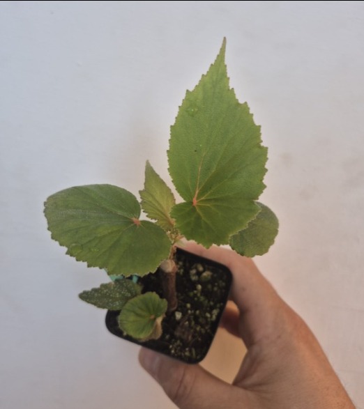 Begonia dipetala